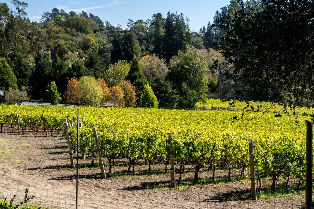 Lester Family Vineyard at Deer Park Ranch Photo